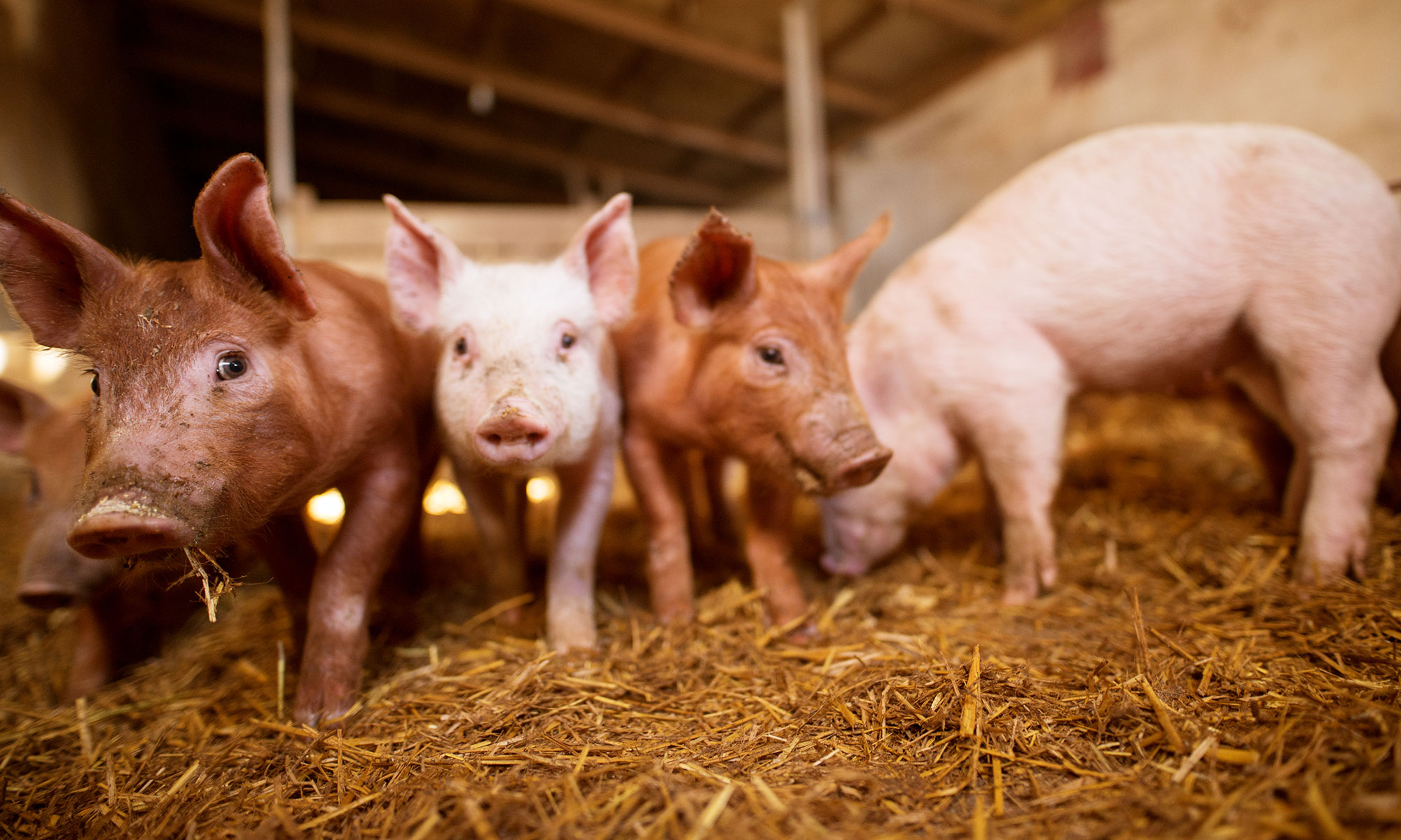 Thüringer Bauernverband