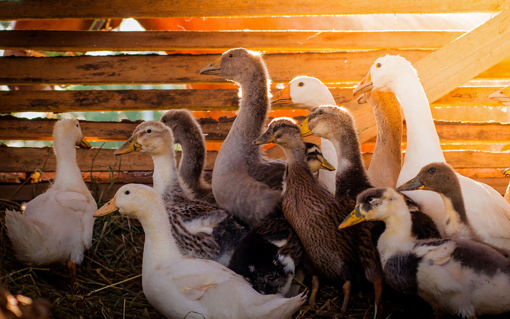 Thüringer Bauernverband