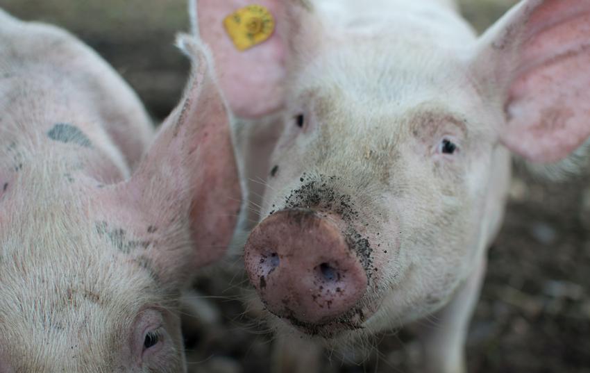 Thüringer Schlachthof sucht ITW-/Stroh- und Bio-Schlachtschweine