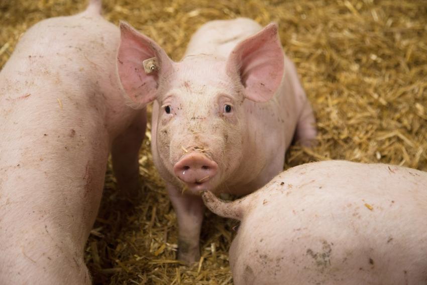 Meldepflicht für Mastschweinehalter im Rahmen des Tierhaltungskennzeichnungsgesetz