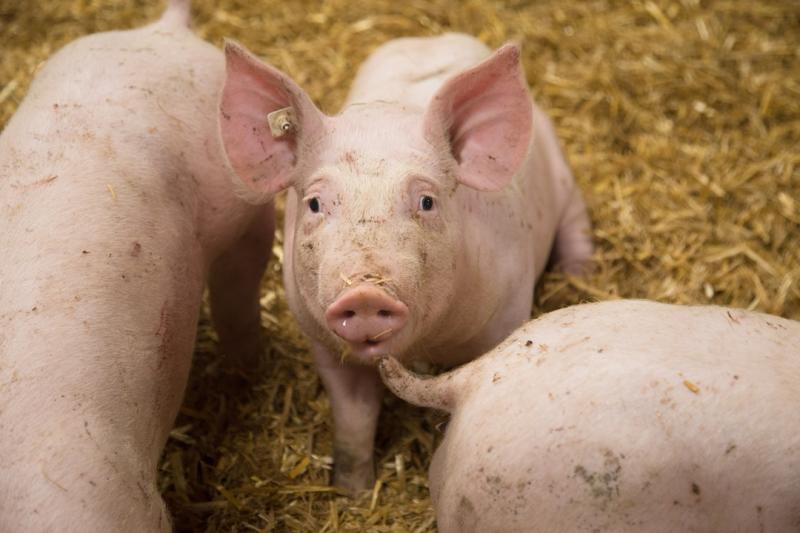 Meldepflicht für Mastschweinehalter im Rahmen des Tierhaltungskennzeichnungsgesetz