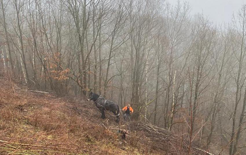 Räumarbeiten am "Grünen Band" bei Bornhagen im Eichsfeld durch den Landwirtschaftsbetrieb Riethmüller