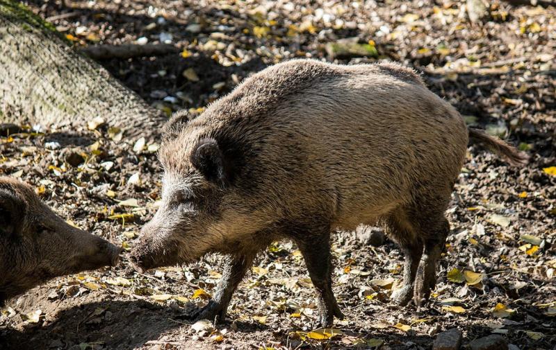 Thüringenweite Allgemeinverfügungen zur Bekämpfung der Afrikanischen Schweinepest