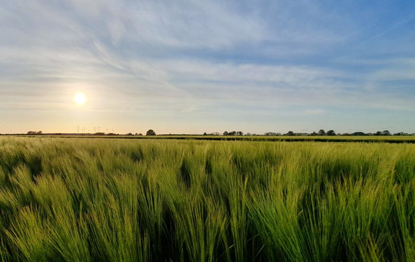 Fachausschuss Pflanzenbau und Umwelt: Die nächsten 14 Tage entscheiden
