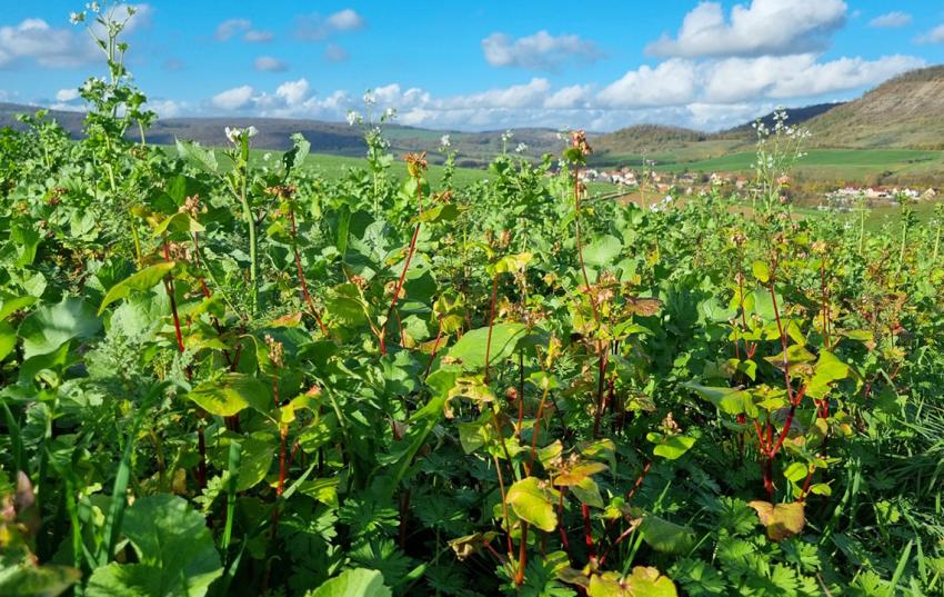ÖVF-Zwischenfrüchte – was ist unter den aktuellen Witterungsbedingungen erlaubt