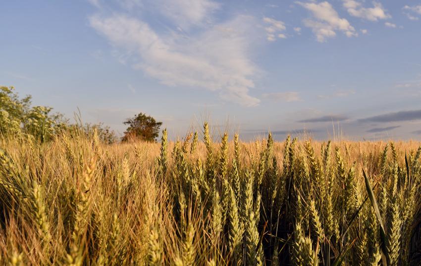 Abfrage startet: Futterknappheit in Thüringen – Wie hoch ist die Betroffenheit?