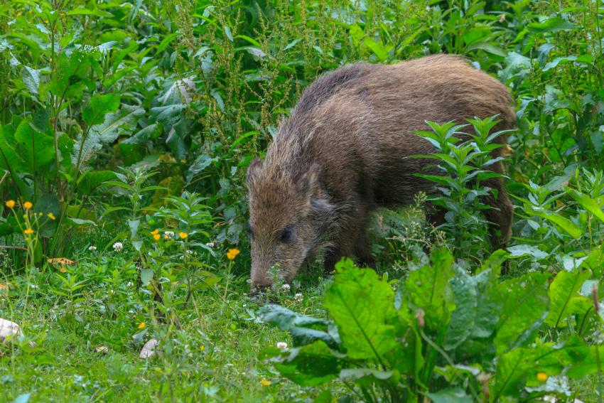 ASP in den zuerst betroffenen Gebieten erfolgreich getilgt