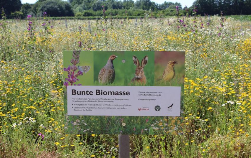 Projekt "Bunte Biomasse" erhöht Maßnahmen-Honorierung