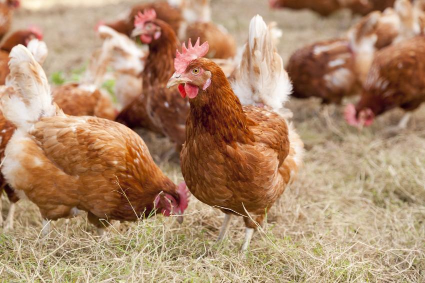Legehennen (Foto: Geflügelhof Hottelstedt GmbH)