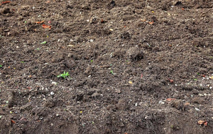 Feldtag zum Thema Humusaufbau