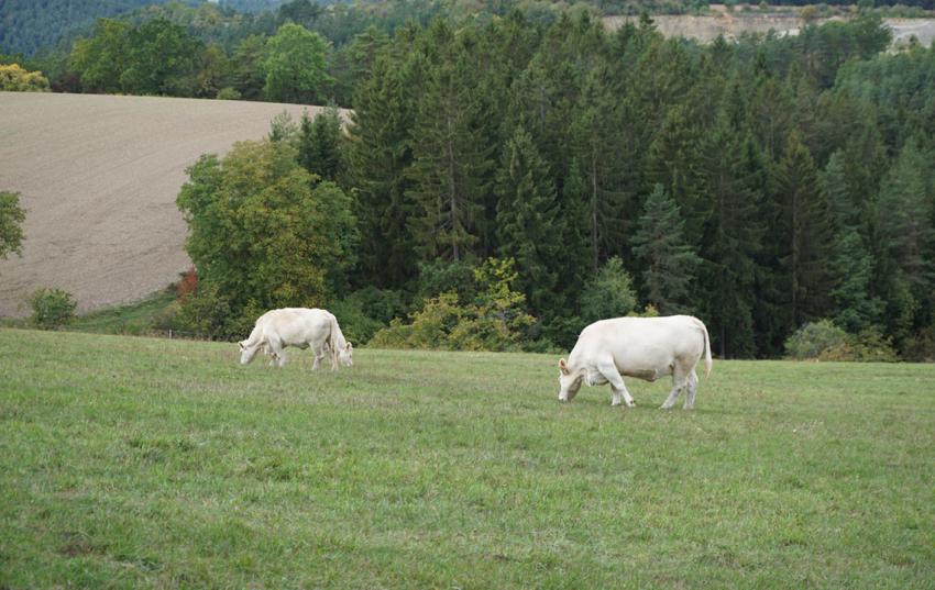Verschiebung Bewirtschaftungsruhe im KULAP um zwei Wochen möglich