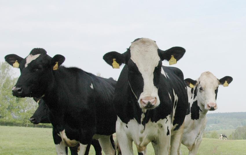 Änderungen der Tierschutztransportverordnung haben weitreichende Konsequenzen