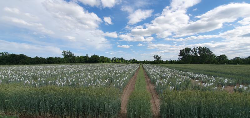 Ungarn führt Verhandlungen über NGTs im Rat fort