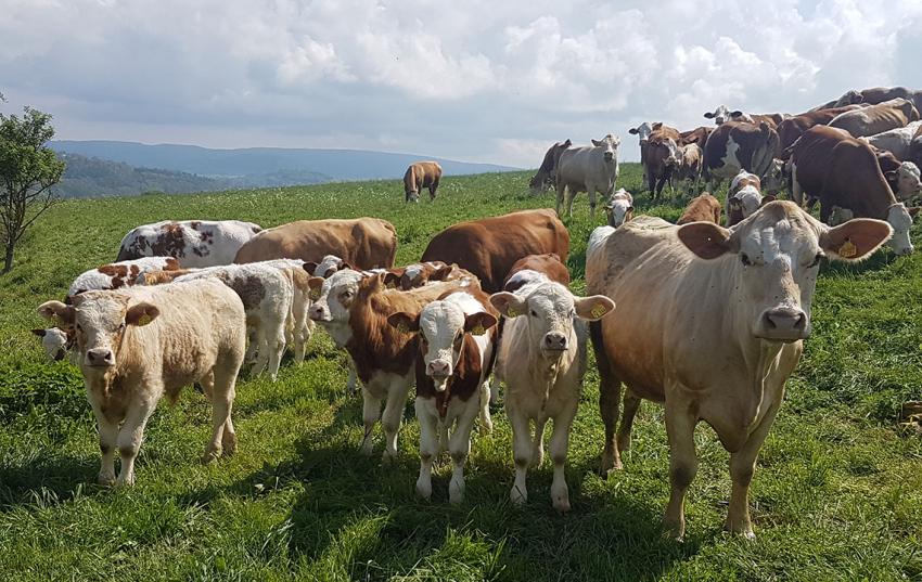 Ausgleichzulage für Betriebe im benachteiligten Gebiet bleibt bis 2025 erhalten, 2026 und 2027 sinkt sie auf 60 Prozent