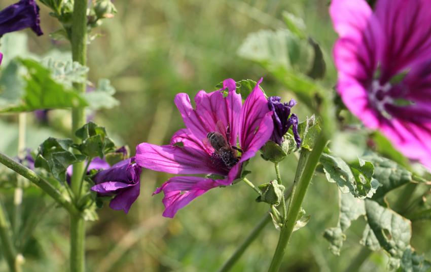 Uneinigkeit bei EU-Natur-Wiederherstellungsgesetz