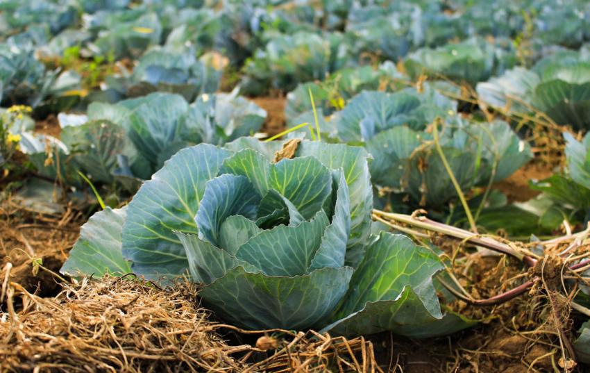 Gutachten belegt drastische Auswirkungen der EU-Pläne zur Pflanzenschutzmittelreduktion