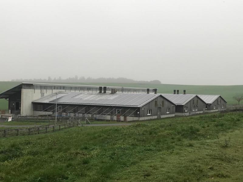 Zweiter Fall von ASP in Hausschweinebestand in Hessen