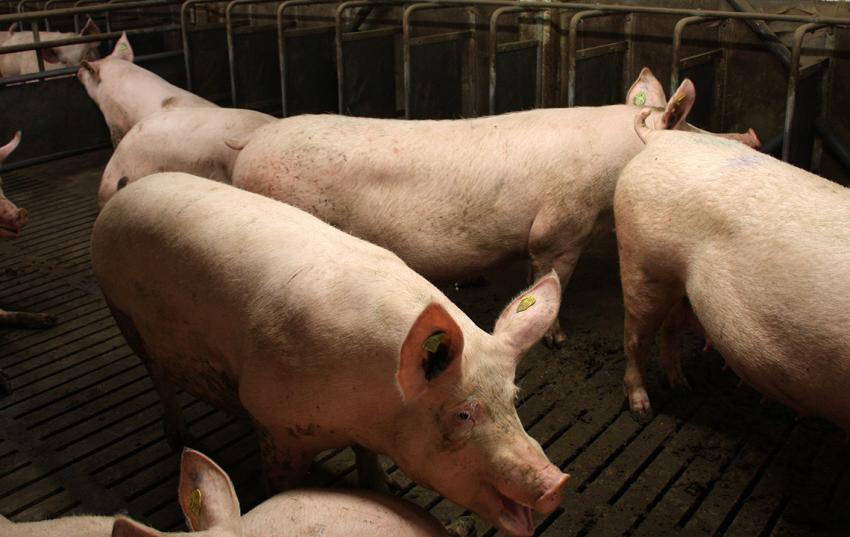 Afrikanische Schweinepest: Neuer Leitfaden veröffentlicht