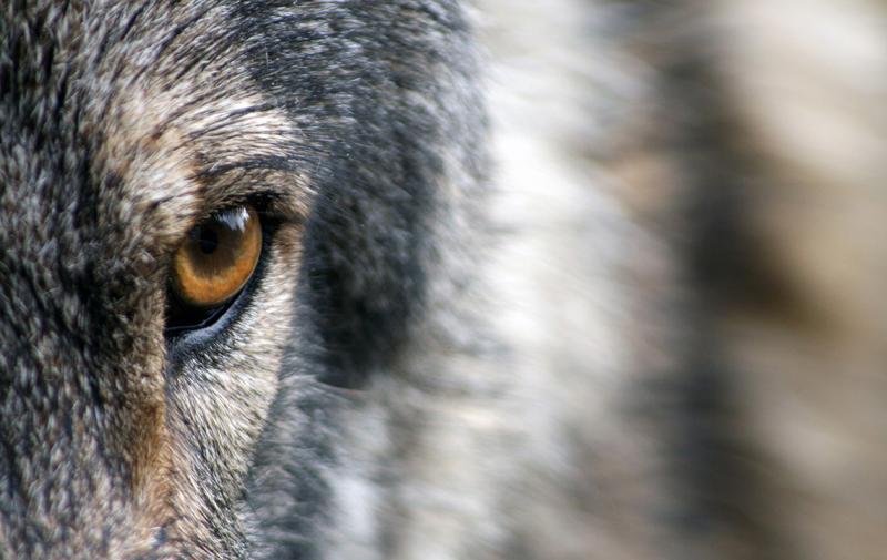 Aktivitäten zum Wolf