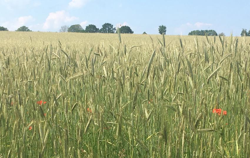 Öko-Landbau – Neue Praxisleitfäden zur Umsetzung eines betriebsindividuellen Vorsorgekonzeptes