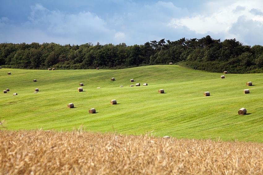 Deutscher Bauernverband legt Forderungspapier zu Bürokratieabbau und Entlastungen vor
