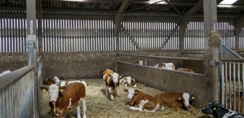 DBV-Fachausschuss Rindfleisch