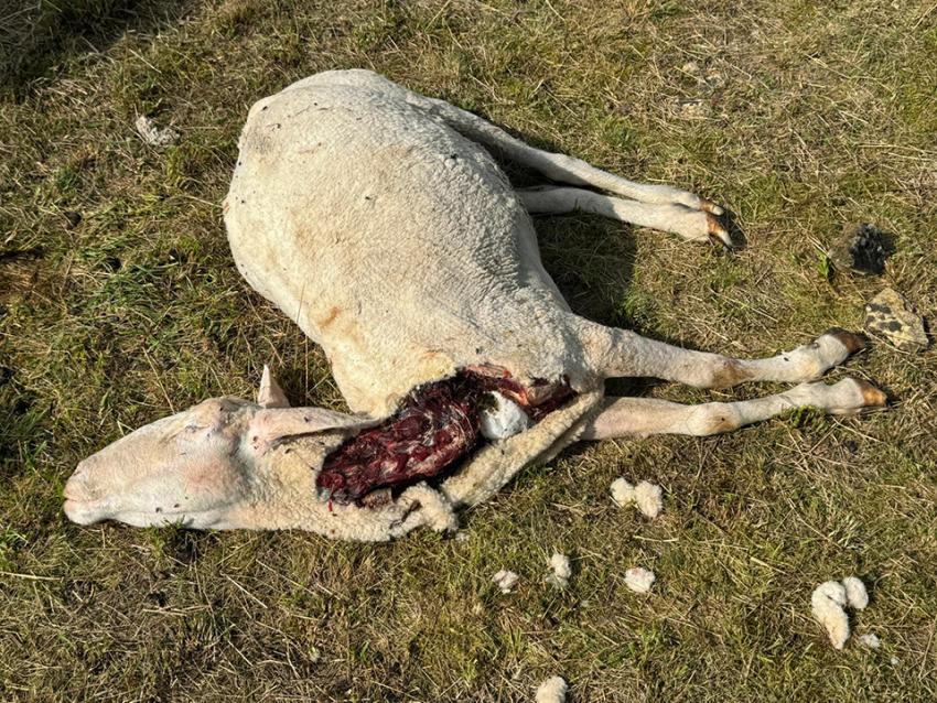 Medieninformation: Wolf schlägt erneut in Thüringer Schafherde zu - Praxistaugliches Wolfsmanagement gefordert