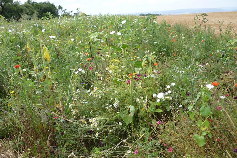 Blühstreifen BUGA 2021: Es könnte alles so schön sein
