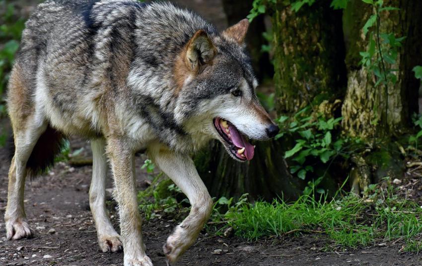 Informationsveranstaltung zum Thema "Wolf" in Crossen