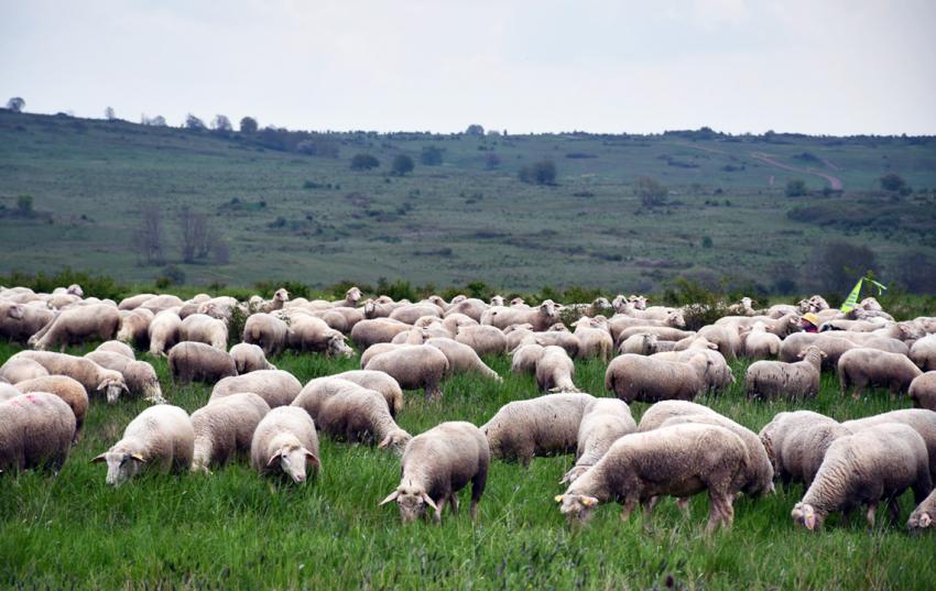 Hüteschafhaltung: Ausnahmeregelung für Erstnutzung im KULAP