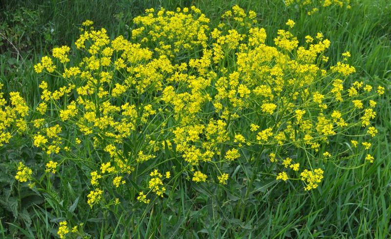 Befall von ÖR1a-Flächen mit Giftpflanzen: Neue Verfahrensweise für eine zulässige Bekämpfung bei Wahrung des Prämienanspruchs