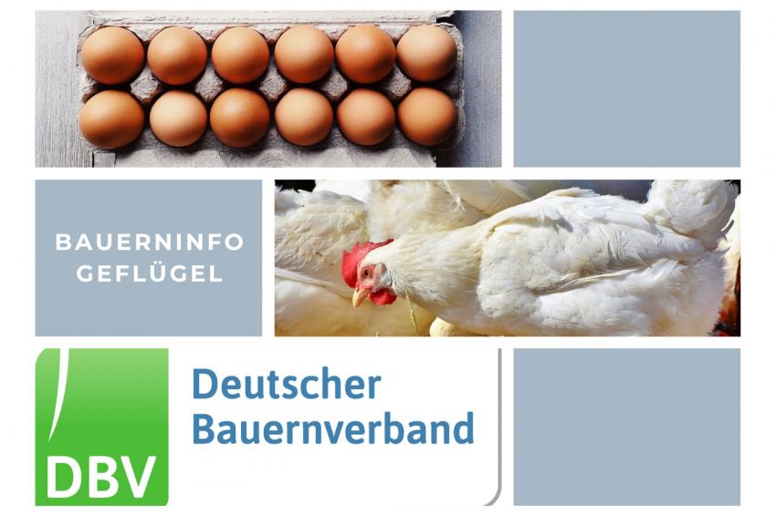 DBV Bauerninfo Geflügel 51/2021