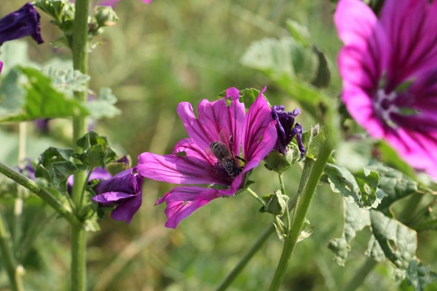 Medieneinladung: Agrarlandschaft Thüringens biodiverser und vielfältiger gestalten