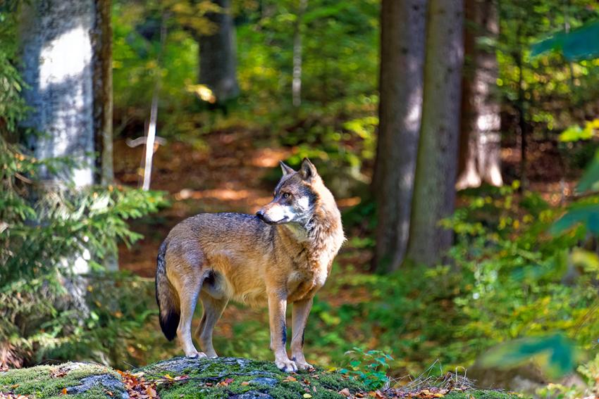Umstufung des Wolfes in FFH-Richtlinie endgültig beschlossen