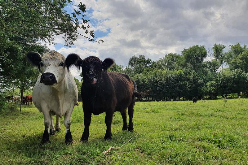 Informationsveranstaltung Naturschutzförderung