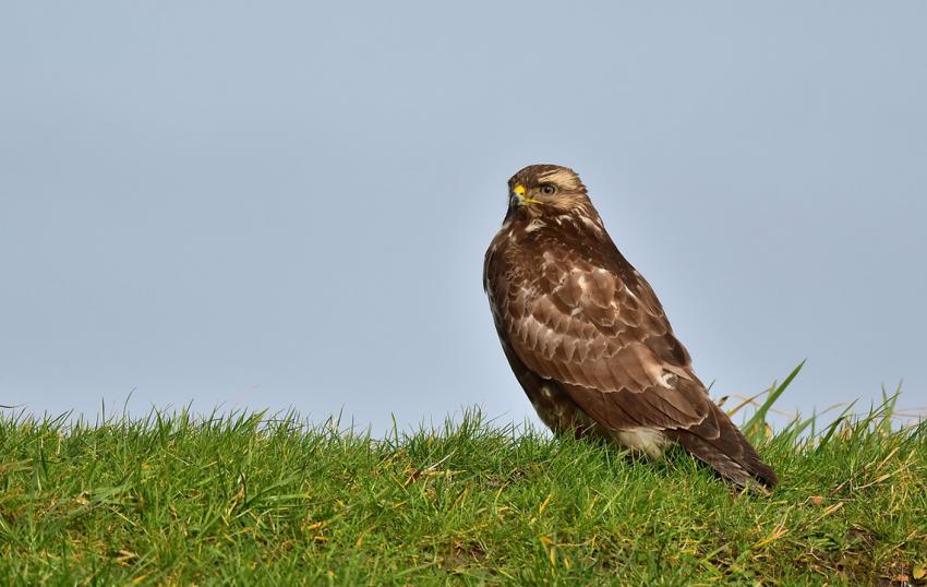 Tierseuchenbekämpfung: Geflügelpest