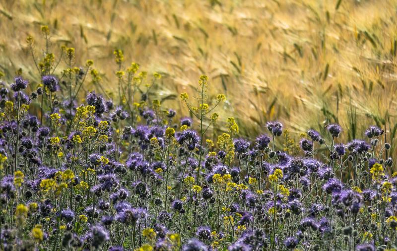 FAQ-Listen zu GAP- und KULAP-Fragen aktualisiert