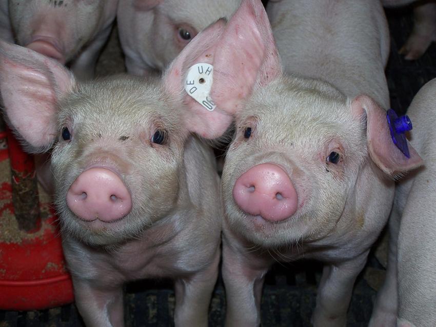 Tierhaltungskennzeichnungsgesetzes: Verschiebung in Sicht