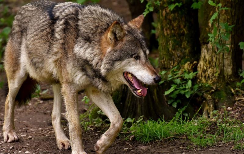 Wolfspolitik muss ihr Scheitern eingestehen
