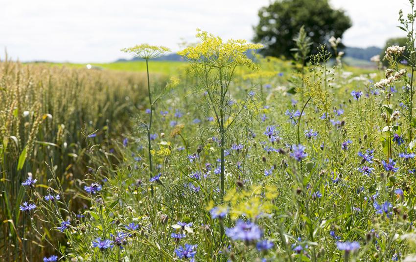 PORTIA: Abgabe KULAP-Anträge freigeschalten