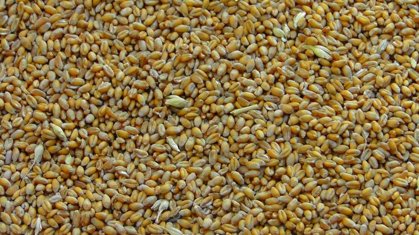 Erntegut-Urteil: RWZ Köln verzichtet auf Vertragsstrafe