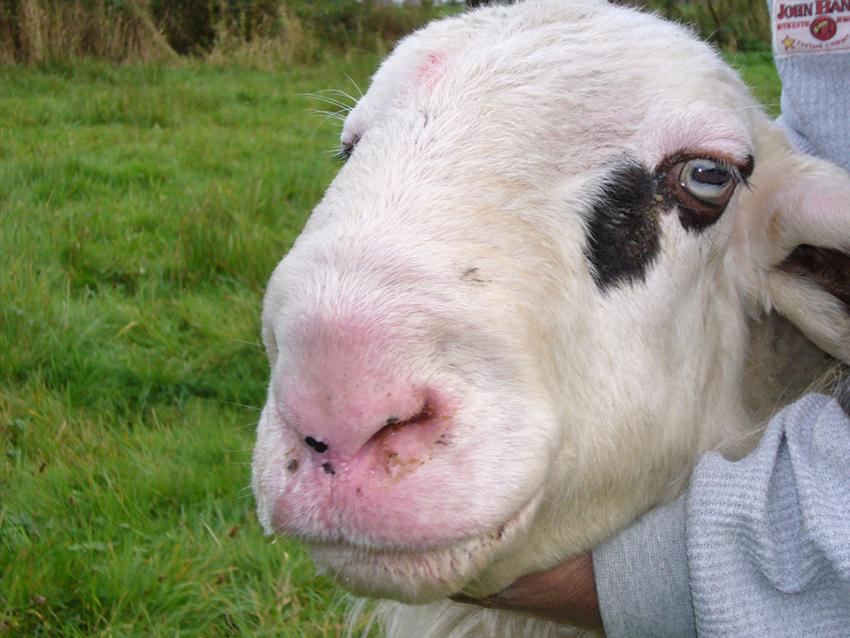 Aktuelle Information zur Impfung gegen die Blauzungenkrankheit