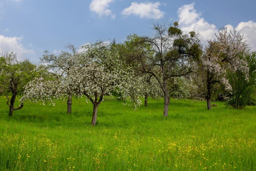 Weidewonne – Weidewissen