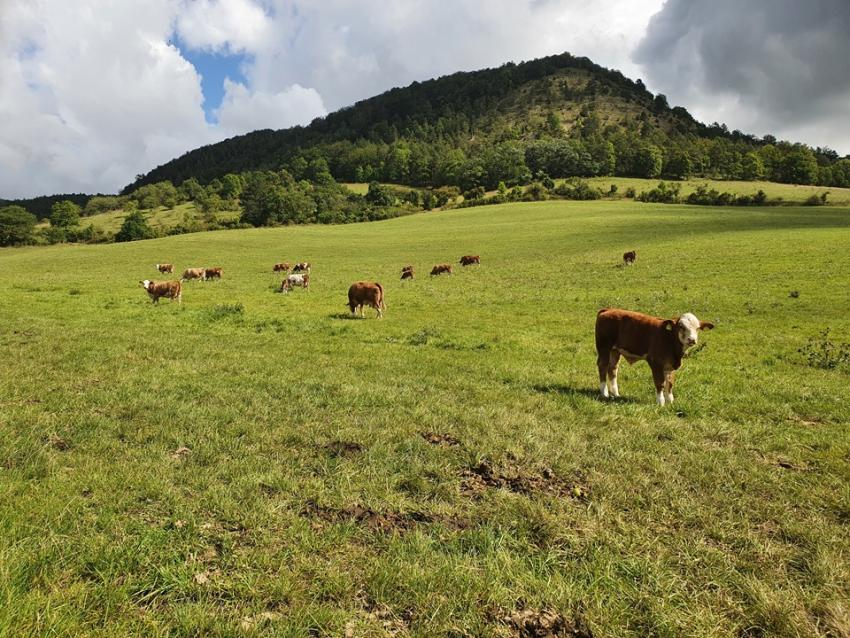 DBV-Fachausschuss Ökolandbau