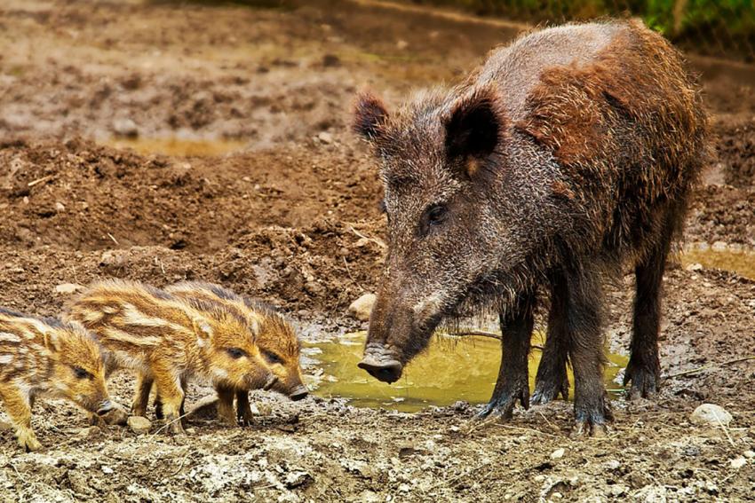 Erstes konstruktives Gespräch zur Schwarzwildsituation im und um den Nationalpark Hainich