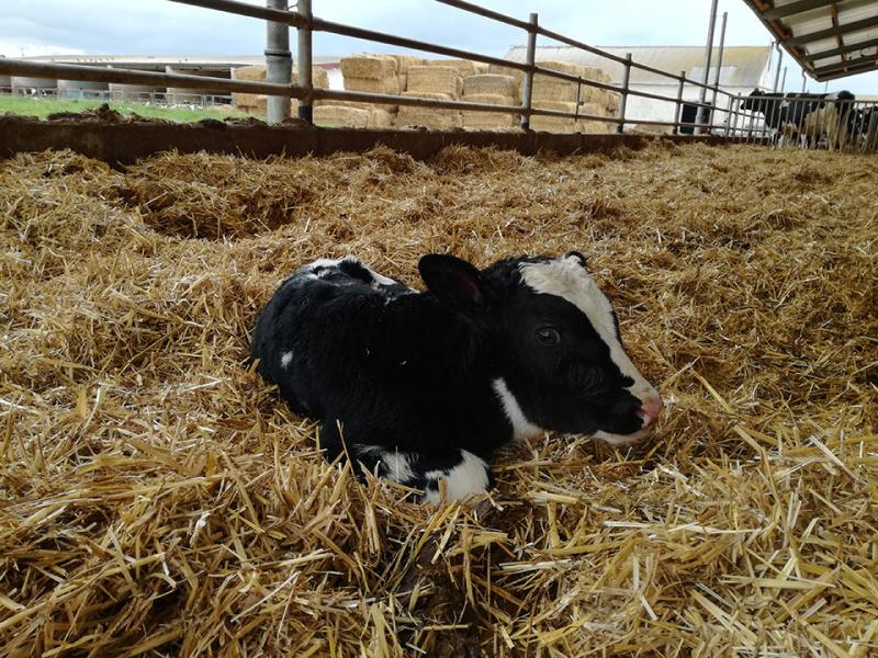 Verbot der Betonspalten für Kälber ab 9. Februar 2024