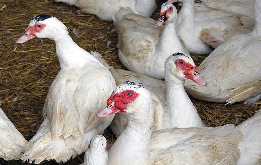 Geflügelpest im Landkreis Greiz nachgewiesen