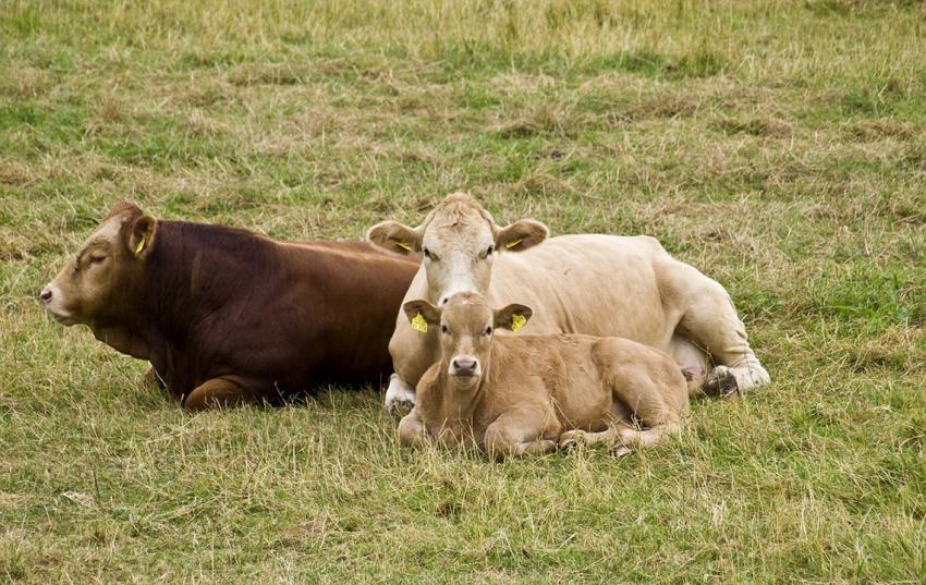 BVD-Merkblatt zum neuen Tiergesundheitsrecht der Europäischen Union