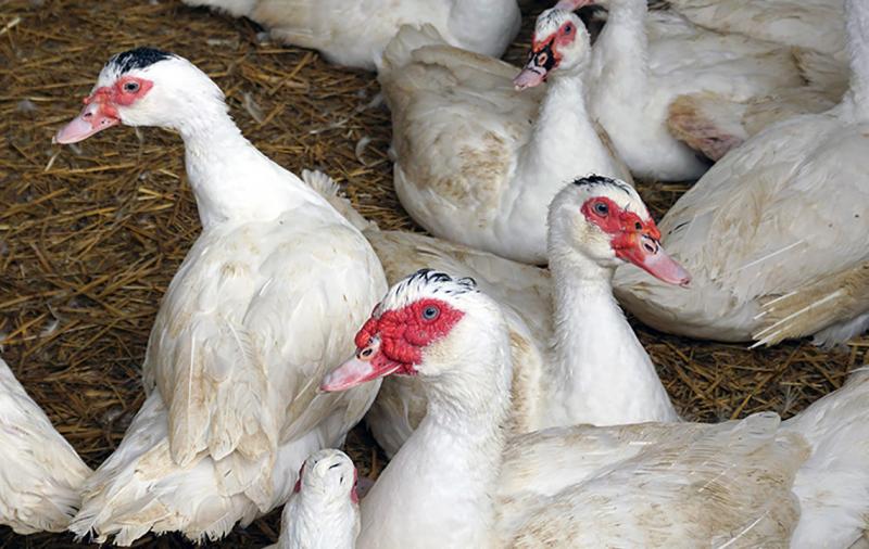 Thüringer Geflügeltag