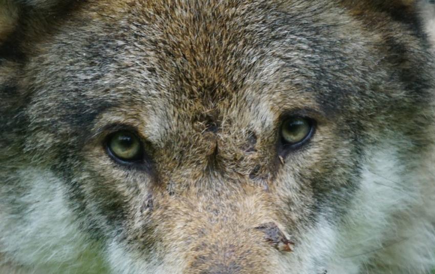 Thüringer Umweltministerium erklärt Ohrdrufer Problemwölfin für tot